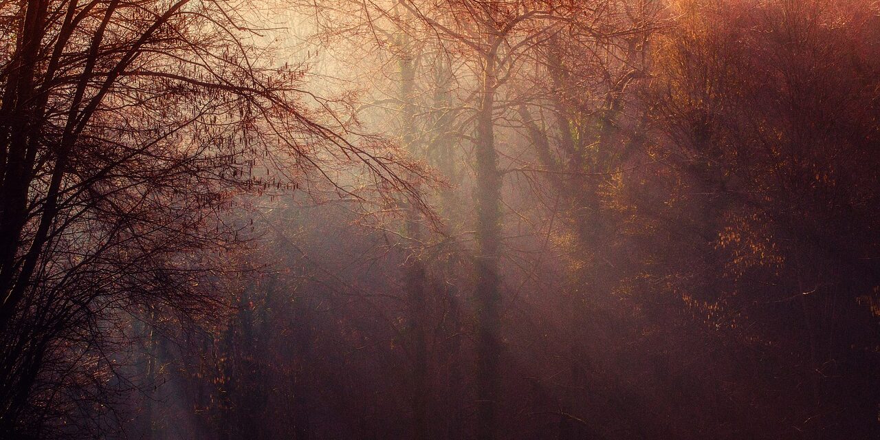 trees-1225983_1280