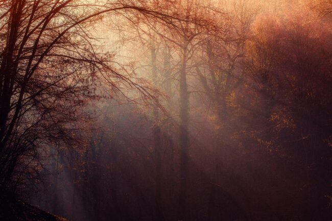 trees-1225983_1280