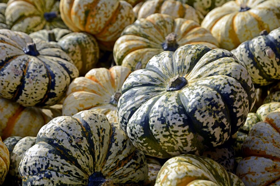 pumpkins-2738617_1280