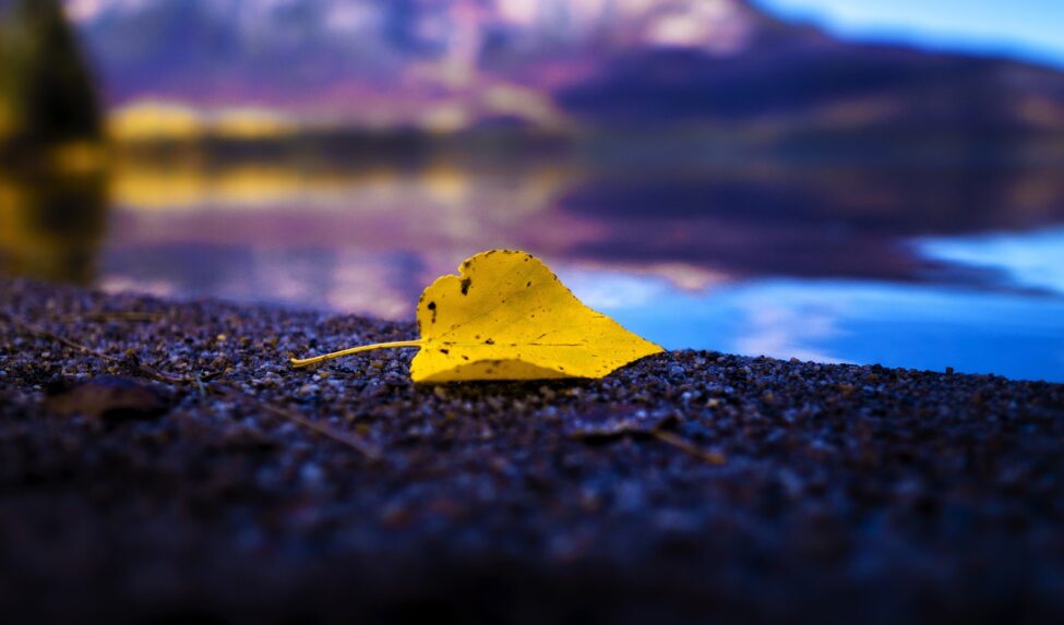 golden-leaf-4588342_1280